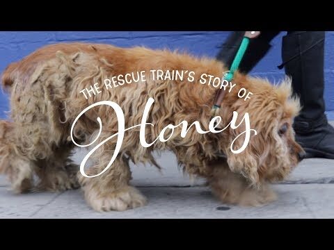 Honey