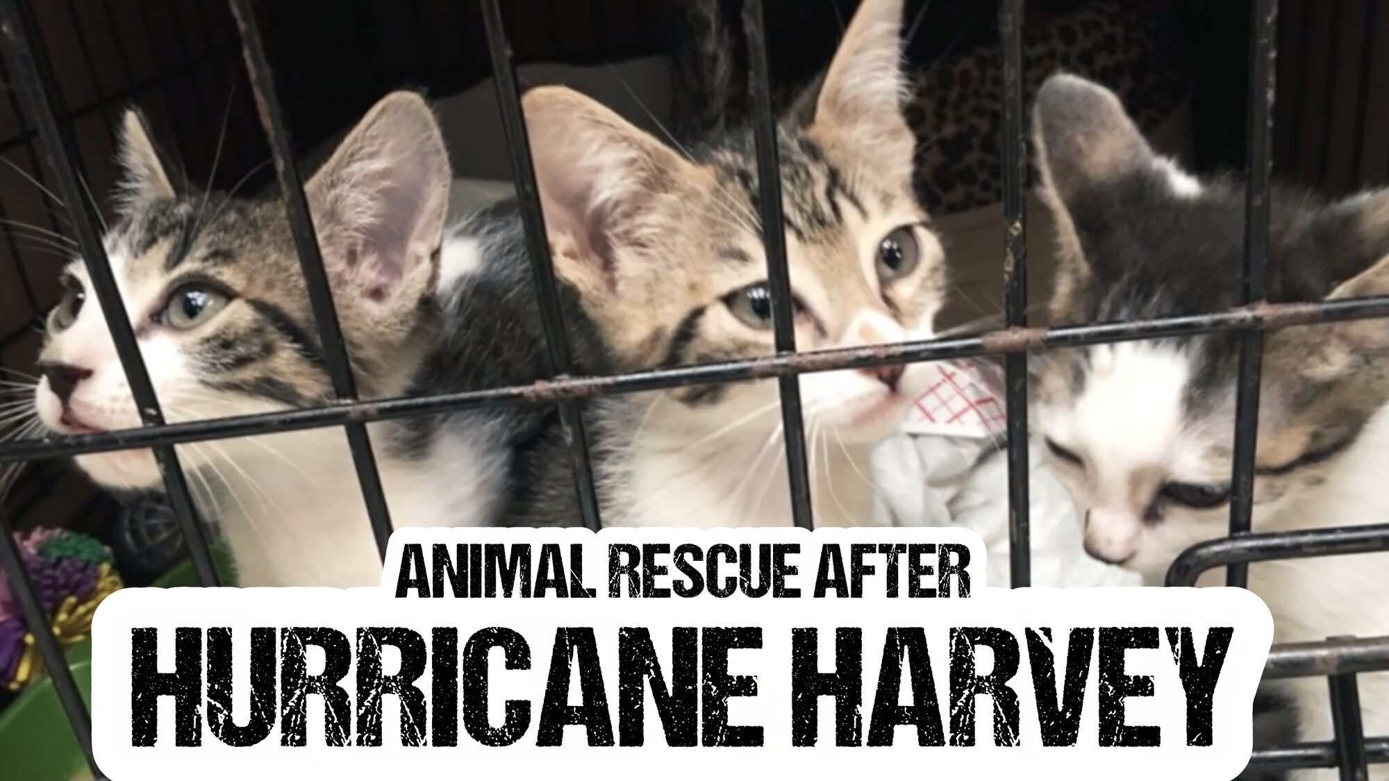 Animal Rescue